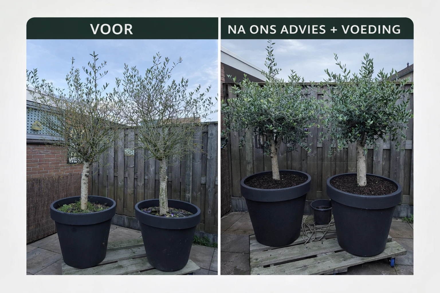 Olijfboompie voeding - Afbeelding 6