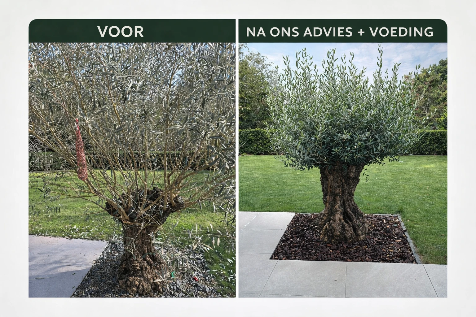 Olijfboompie voeding - Afbeelding 3