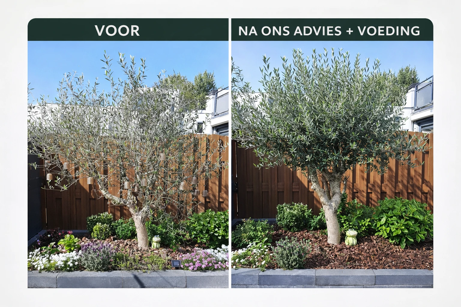 Olijfboompie voeding - Afbeelding 4