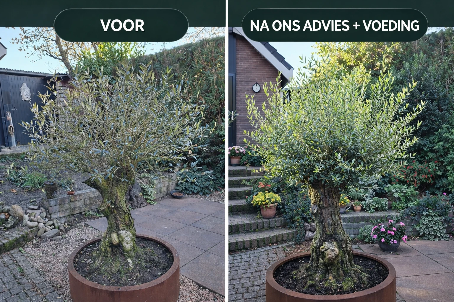 Olijfboompie voeding - Afbeelding 5