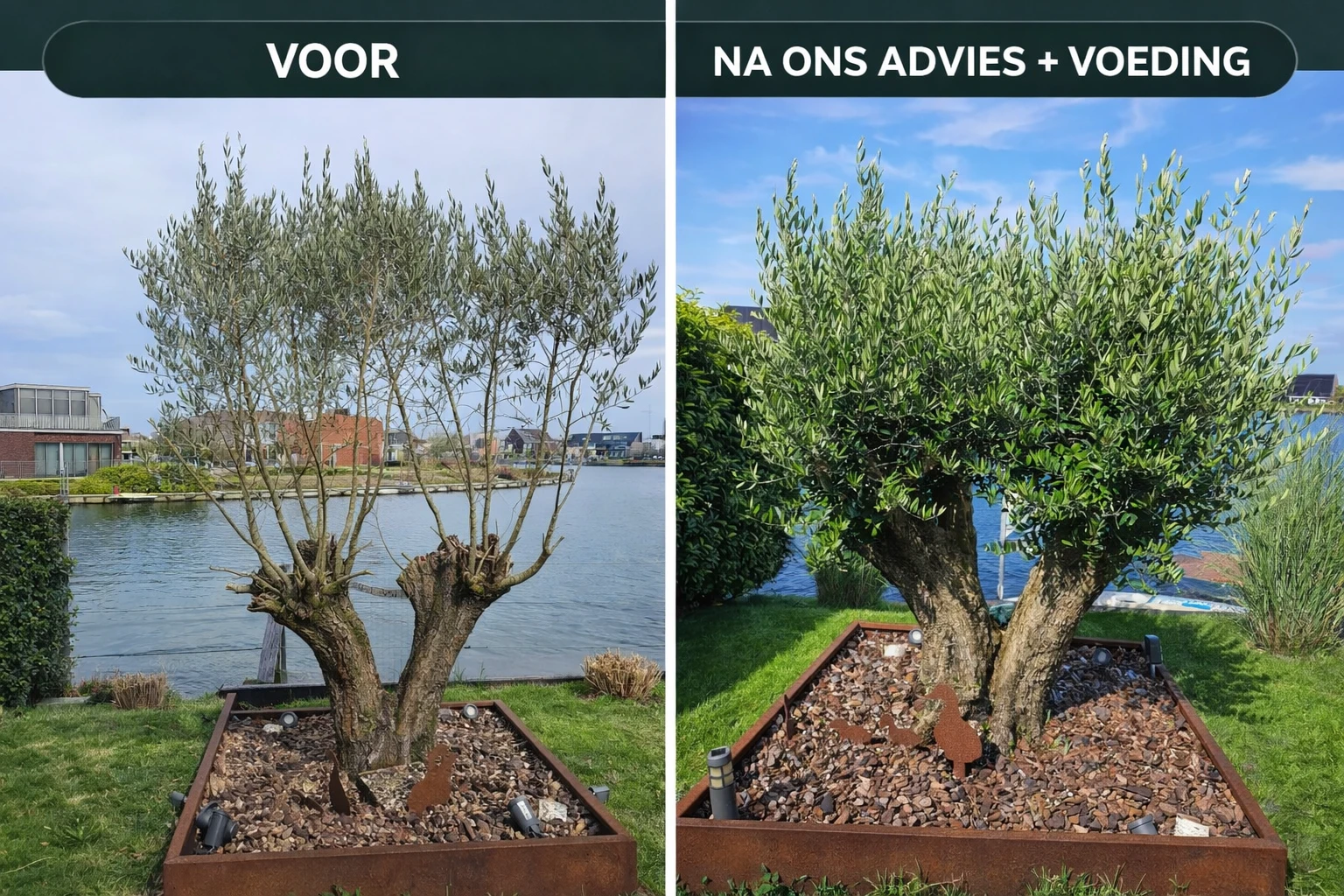 Olijfboompie voeding - Afbeelding 7