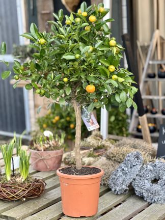 Sinaasappelboompie