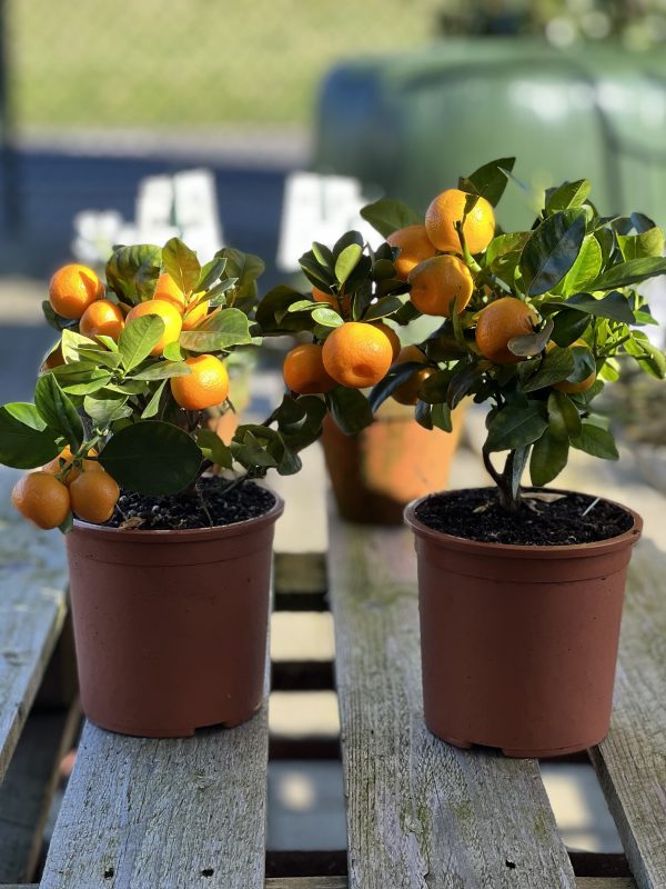 2 Mini sinaasappelboompie (Setprijs)