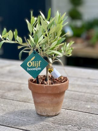 1 Olijfboompie in italiaans terracotta met mini olijfolie