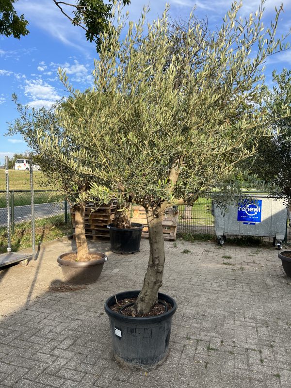 Grote olijfboom
