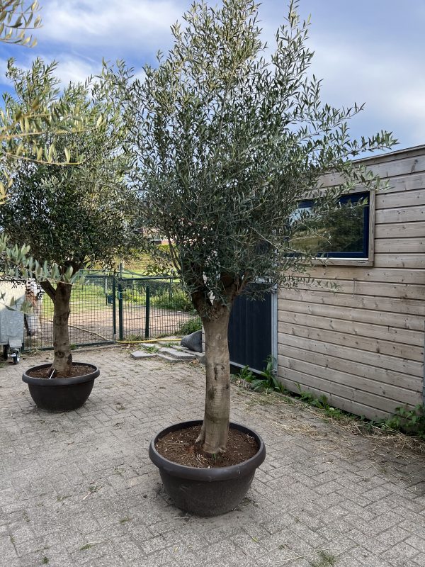 Grote olijfboom