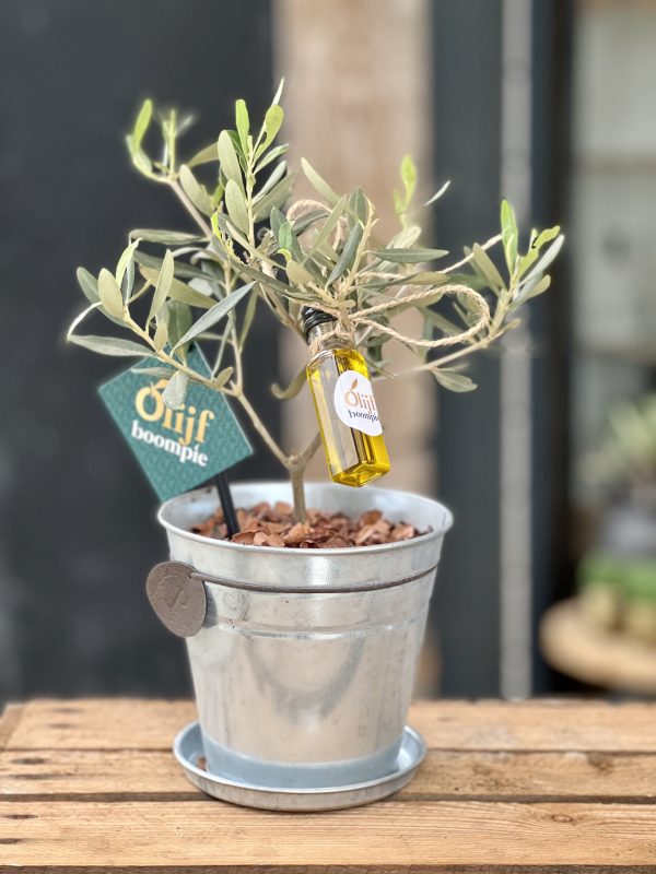 Mini olijfboompie in zinken emmertje