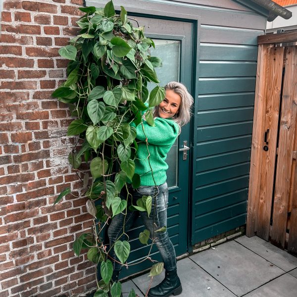 Philodendron scandes XXL