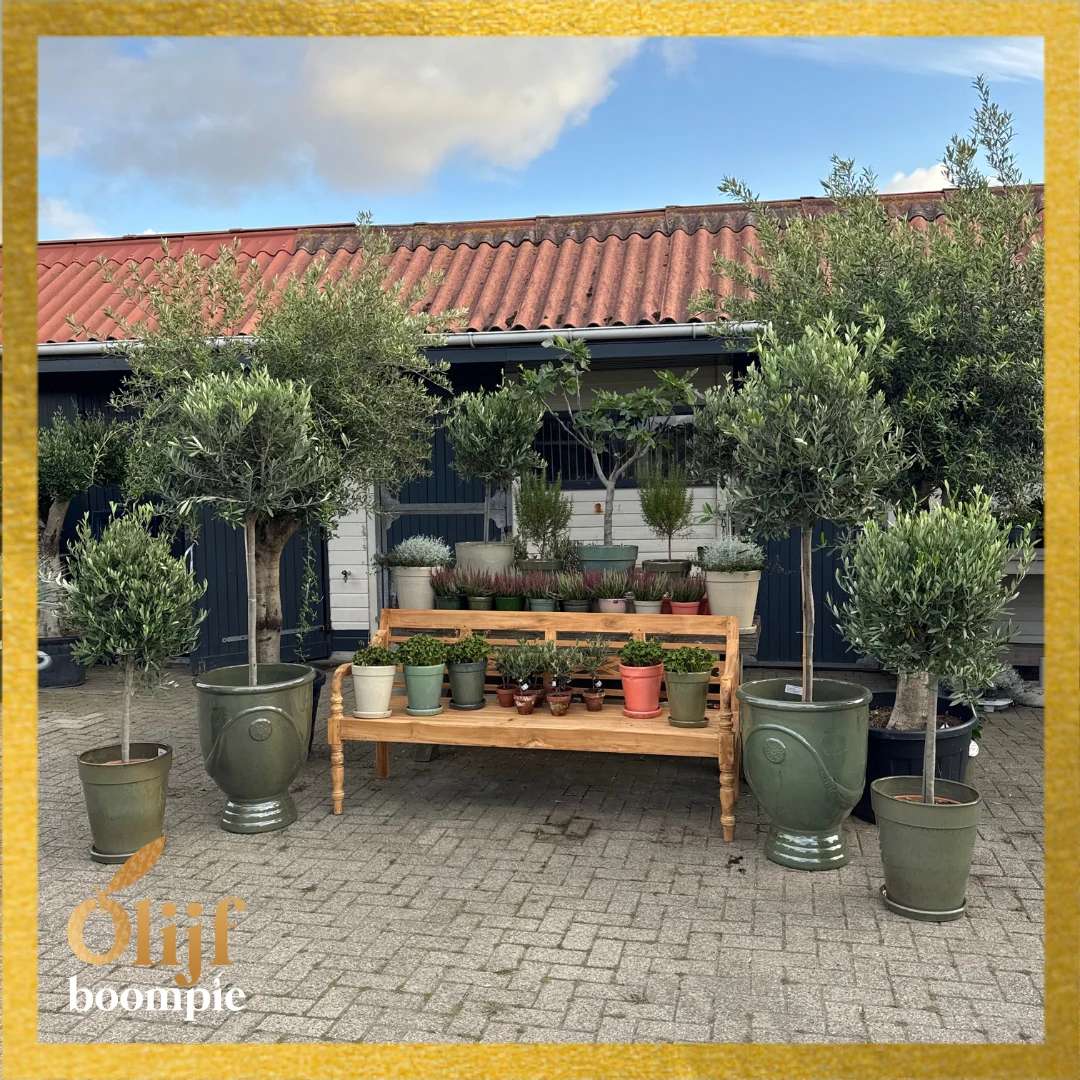 Diverse OLIJFBOMEN - Afbeelding 6