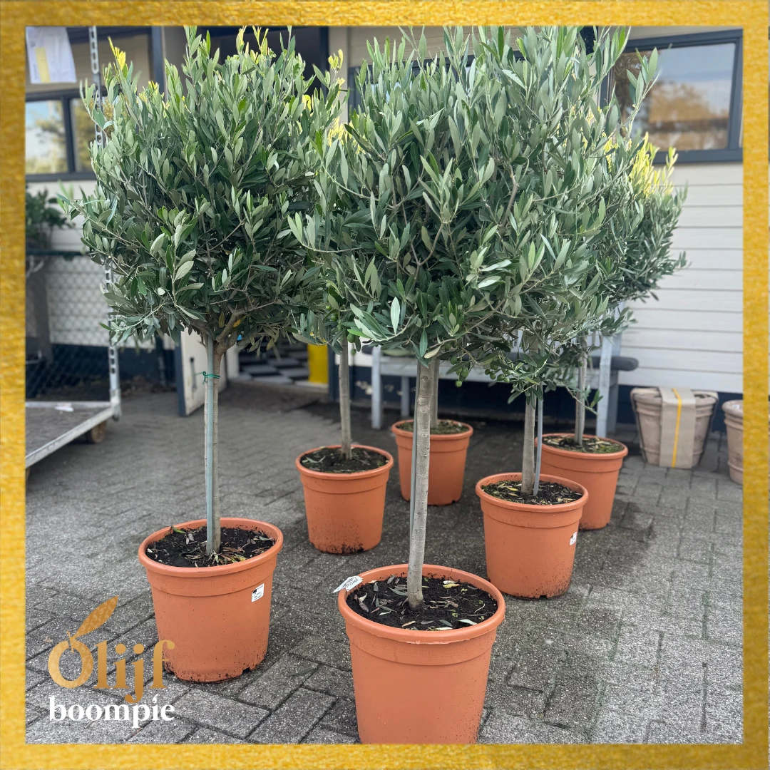 Diverse OLIJFBOMEN - Afbeelding 8