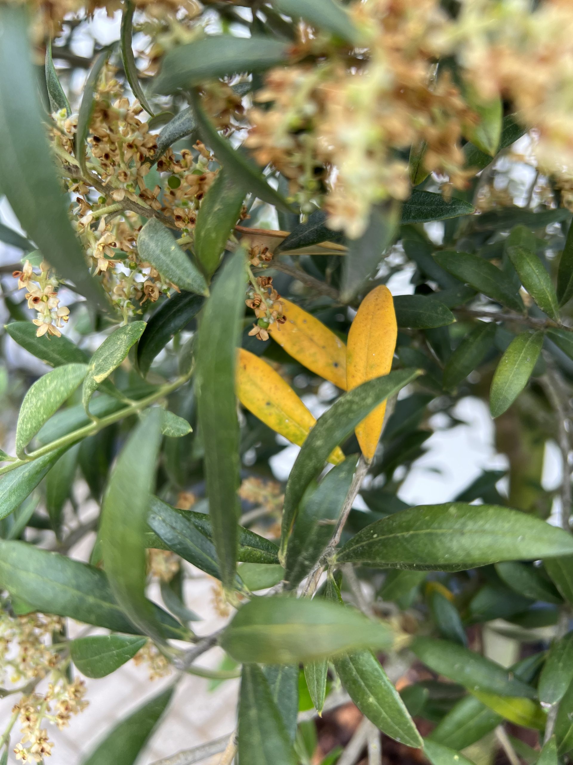 Olijfboom met gele bladeren
