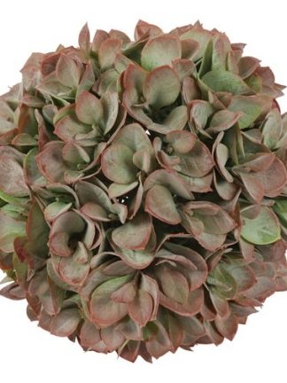 Hortensia bol XL