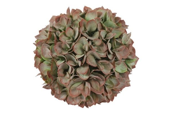 Hortensia bol XL