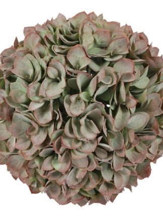 Hortensia bol XL