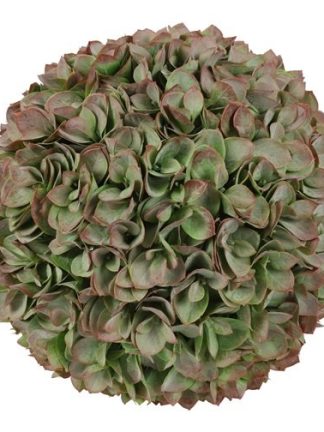 Hortensia bol XL