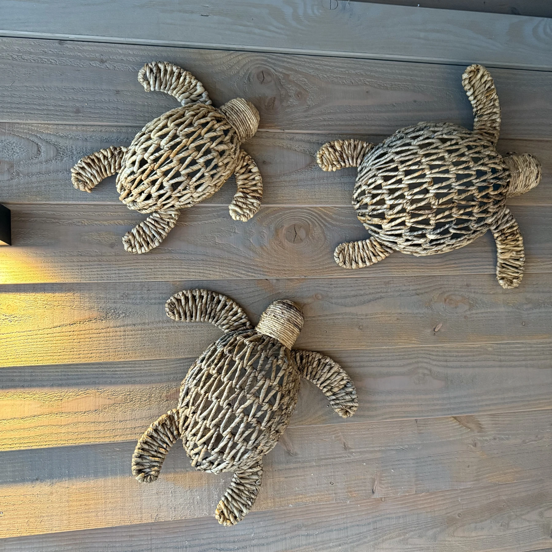 Schildpad Bali Groot - Afbeelding 2