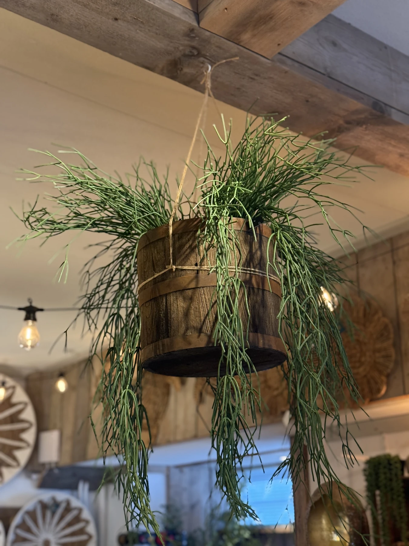 Hangplant Euphorbia zijden - Afbeelding 2
