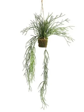 Hangplant Euphorbia zijden