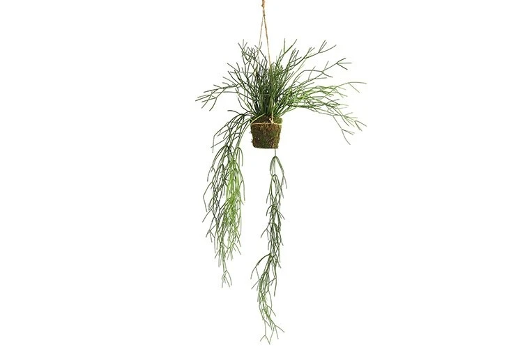Hangplant Euphorbia zijden