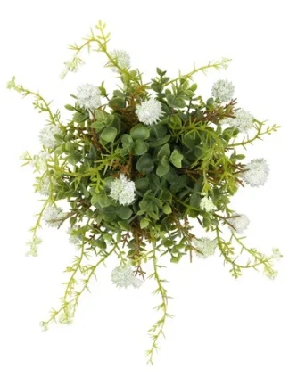 Witte zijdenplant met fijne bloemetjes klein