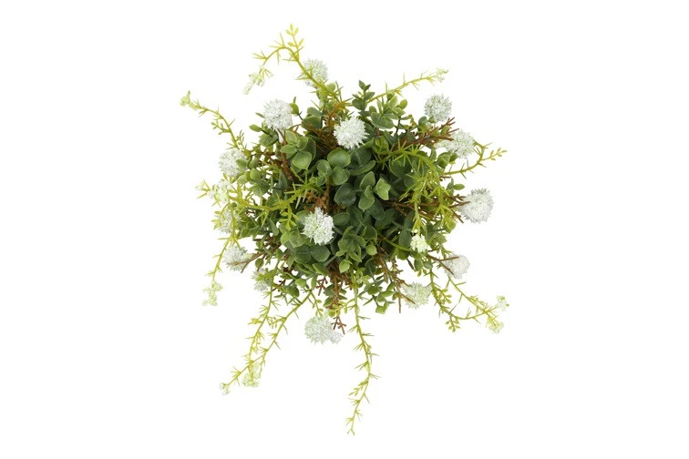 Witte zijdenplant met fijne bloemetjes klein