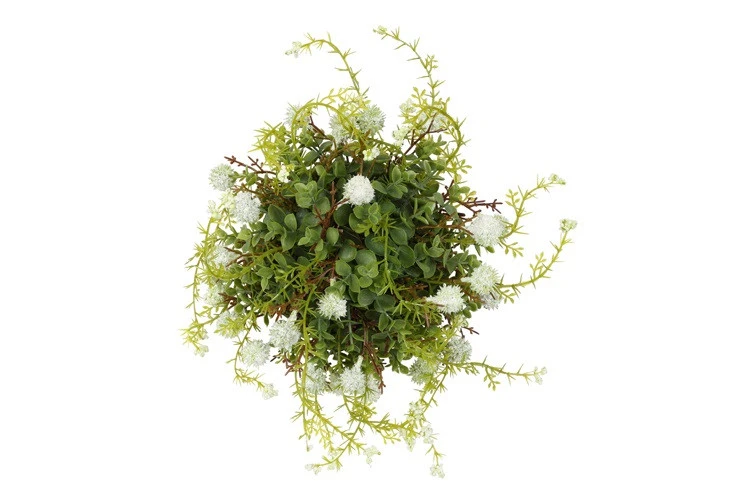 Witte zijdenplant met fijne bloemetjes groot