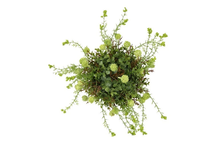 Groene zijdenplant met fijne bloemetjes groot