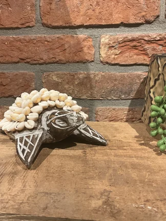 Schildpad met schelpen