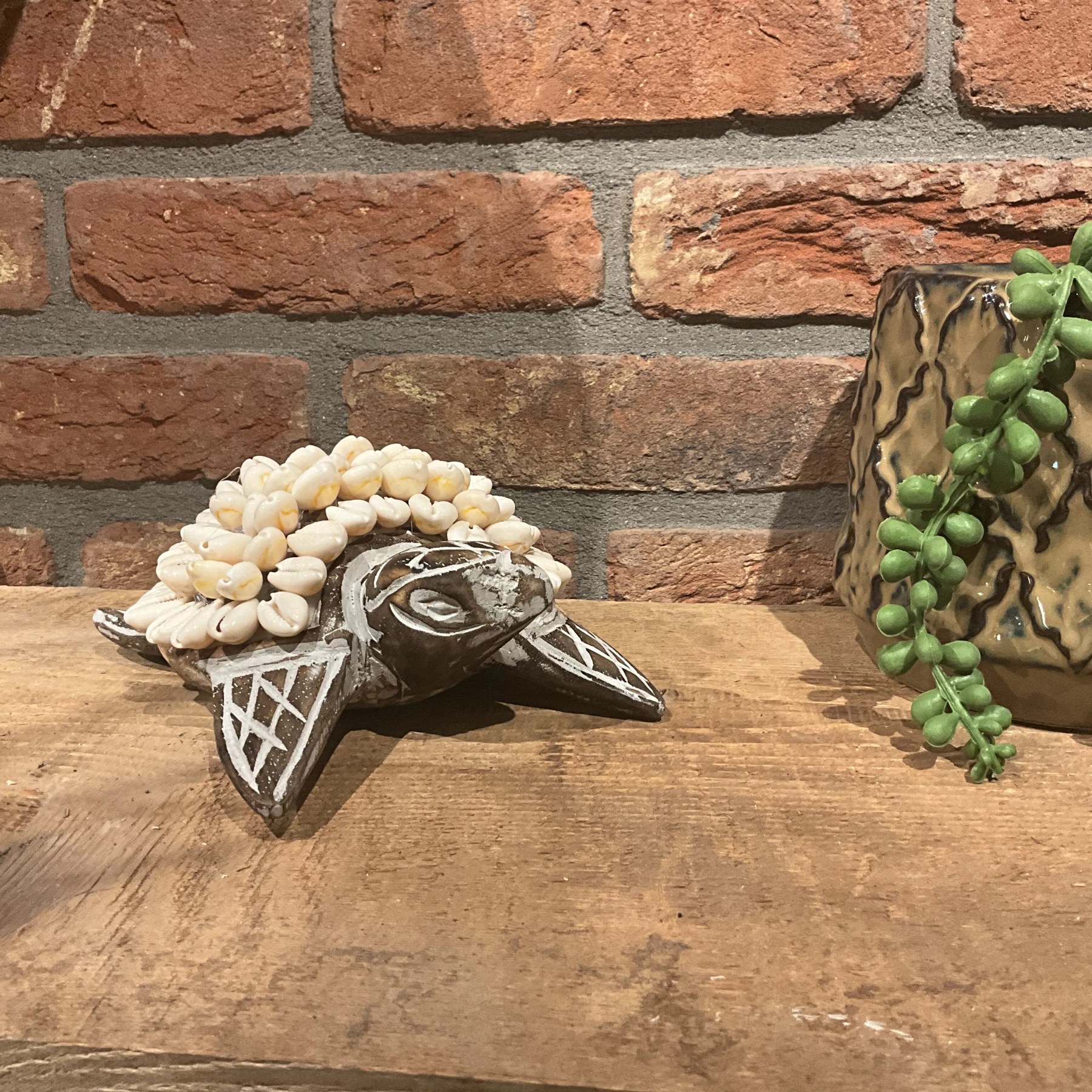 Schildpad met schelpen