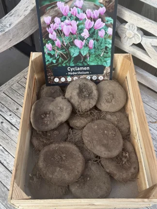 Knol cyclamen