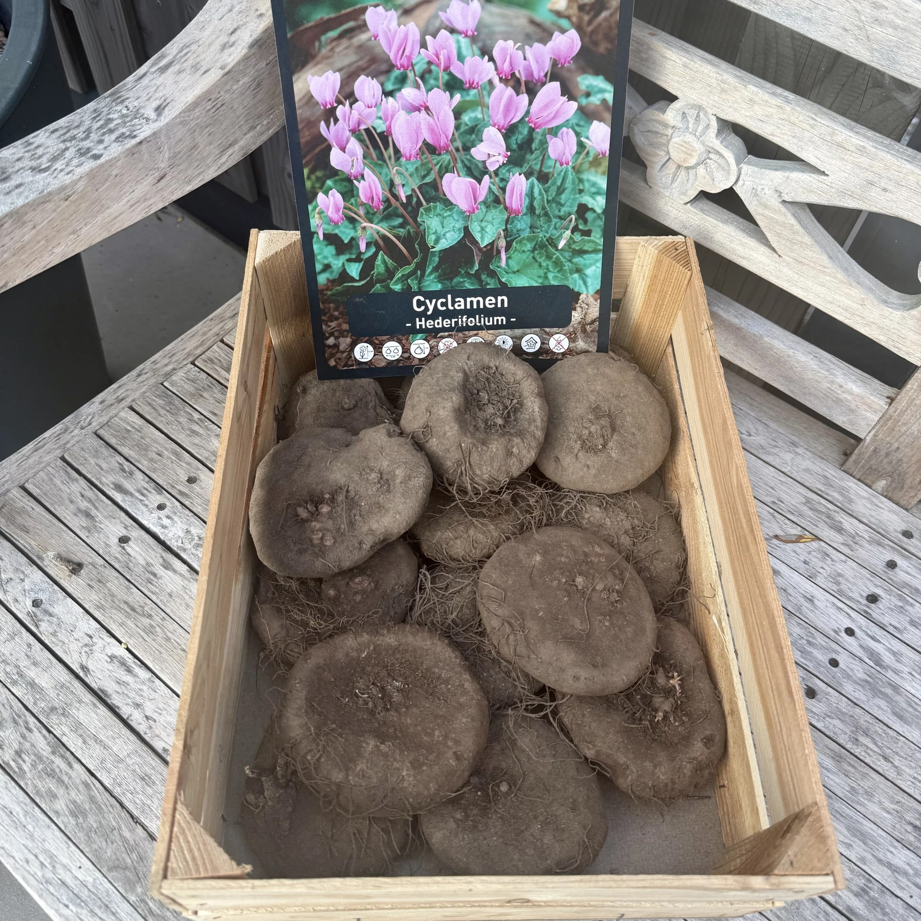 Knol cyclamen