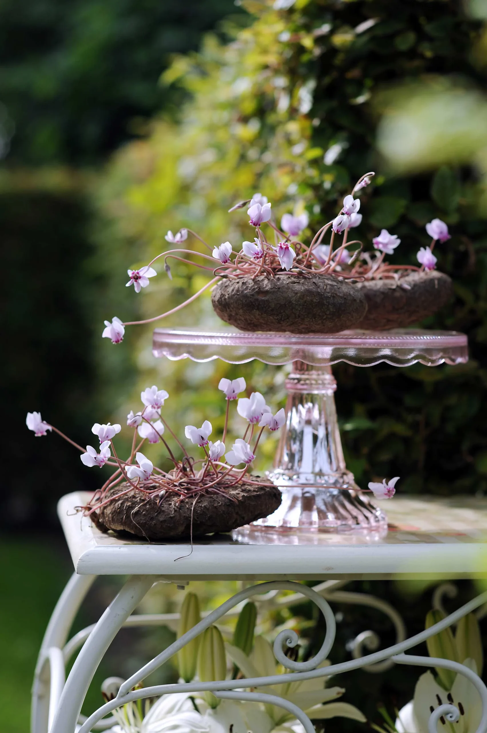 Knol cyclamen - Afbeelding 3