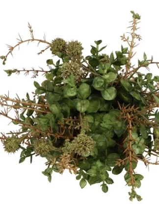 Donker groene zijdenplant met fijne bloemetjes klein