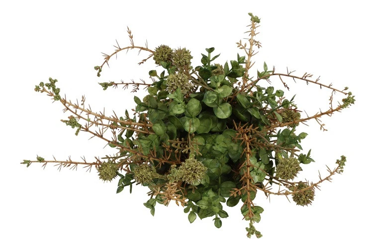 Donker groene zijdenplant met fijne bloemetjes klein